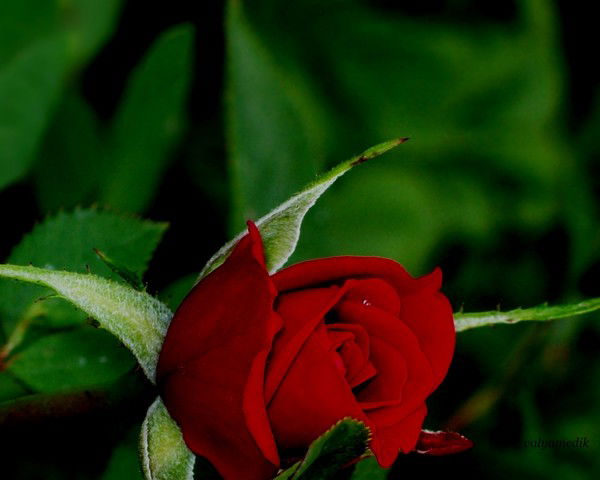 Taтьяна Aндрушкевич