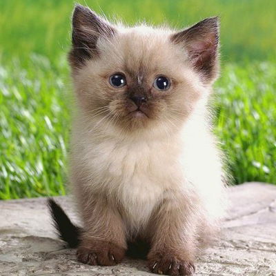 Алёна Шестерикова