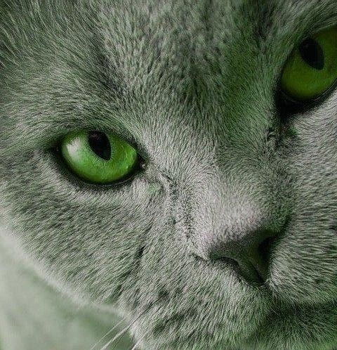 Наталья Яковцева