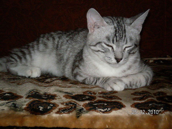 Сергей Чекмарёв