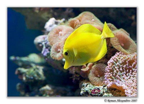 Шафига Михтиева