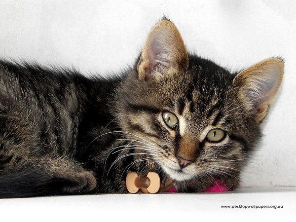 Юлия Попович