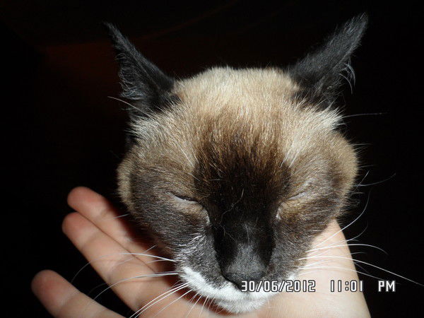 Вера Каширова