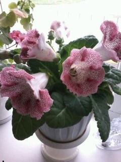 Любовь Ефимова