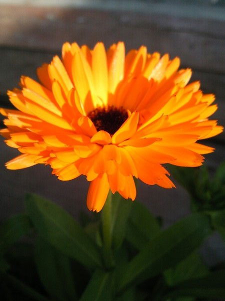 Анастасия ...