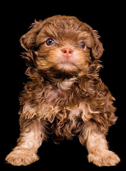 Лиза Сазонова