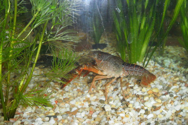 Александр Ворона