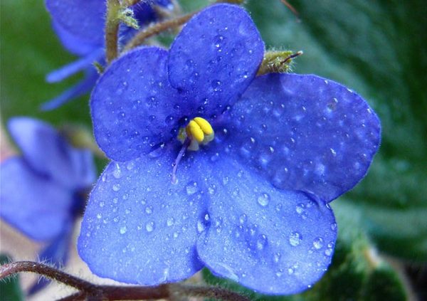 Виолетта Принцева