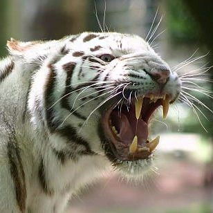 Максим Веремейчук