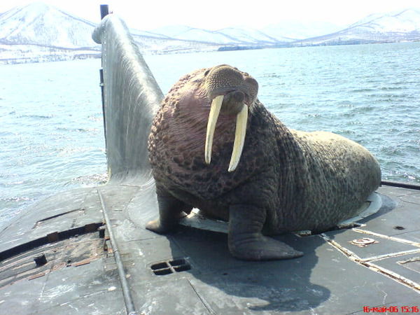 Паша Петров