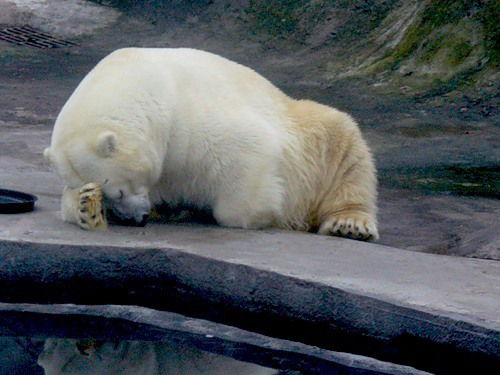 Бицъ Череззаборнога