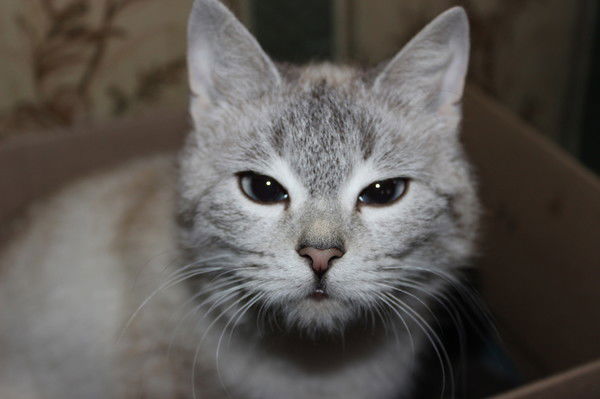 Наташа Немилова