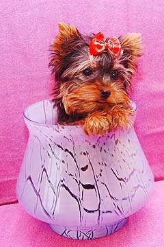 Кристина Кононенко