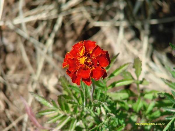 Галина Николаевна