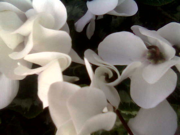 Гульжан Мусинова