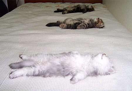 Екатерина Чиркина