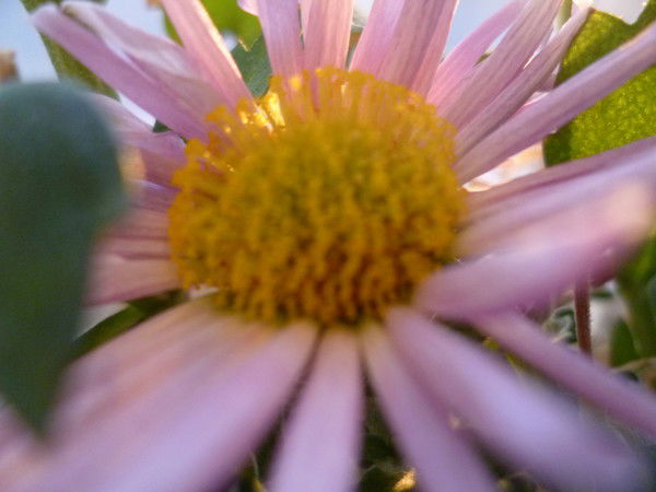 Венера Хасанова