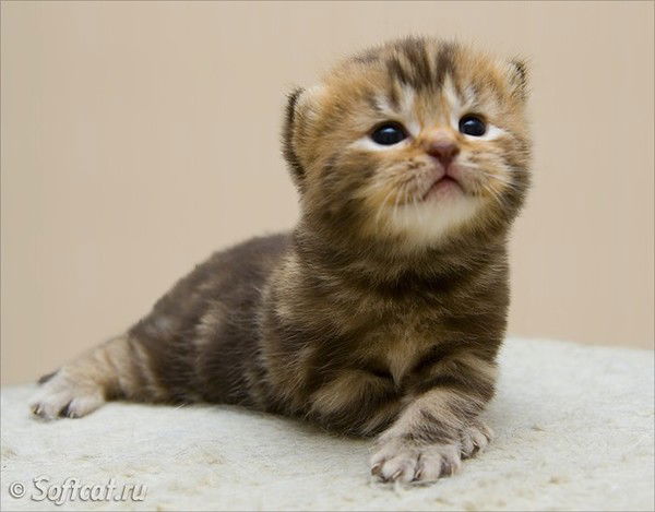 Анютка Морозова