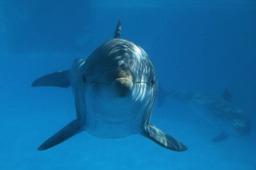 Александр Суворов