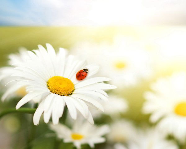 Надежда Кондрашева