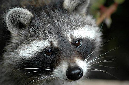 Семен Диденко