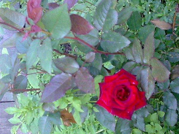 Ирина Быкова