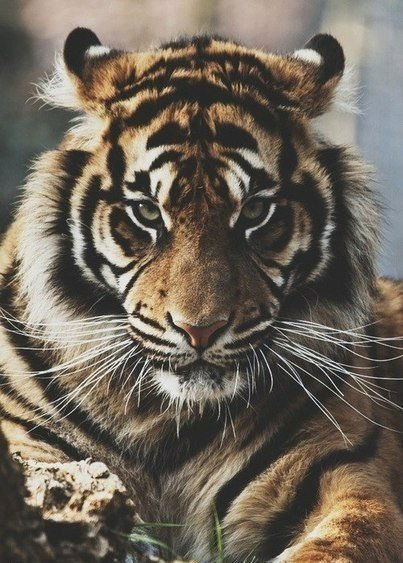 Даниил Миронов