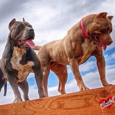 Данилик Иванов