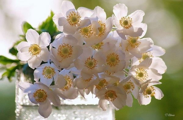 Наталья Семёнова