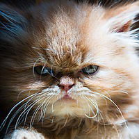 Алла Кузнецова