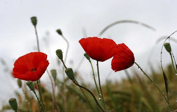 Ляззат Мустафаева