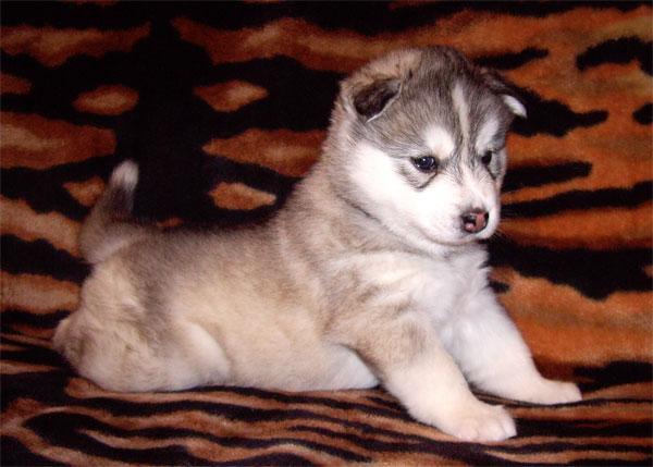 Ануарбек Кабылбеков