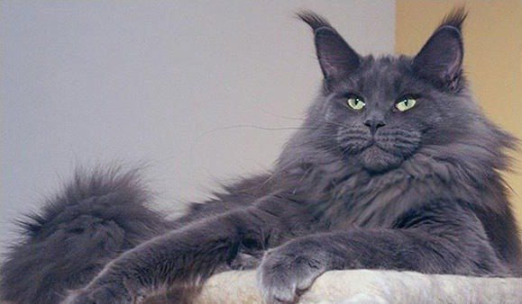 Светлана Костина