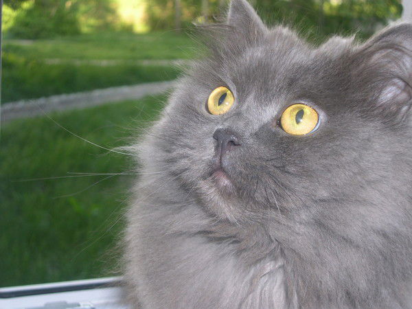 Ольга Пучкова