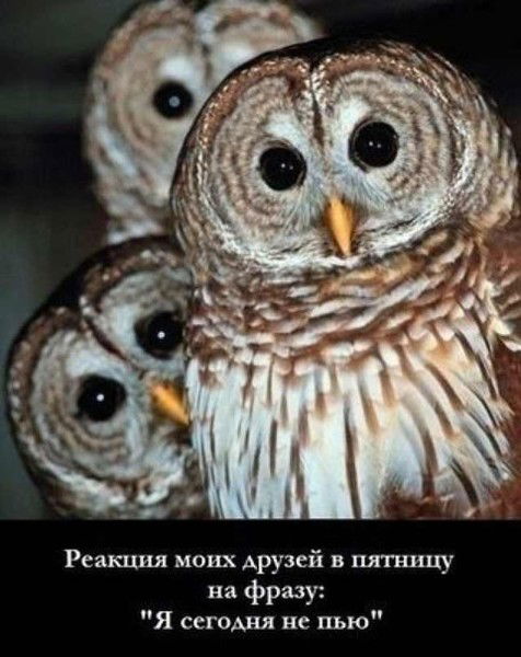 Александр Заплющенко