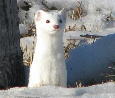 Юрий Горностаев