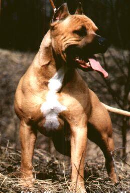 Тёма Падонок