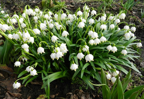 Мария Артамонова