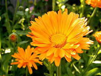 Гаухар Кисыкова