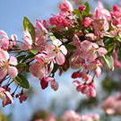 Катя Ковалёва