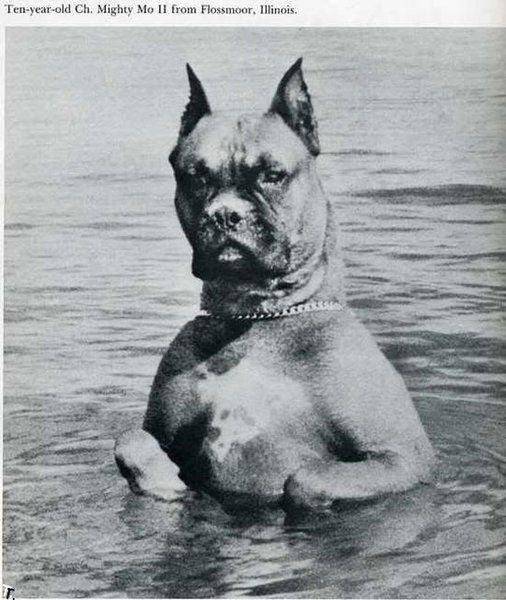 Игорь Трандафилов