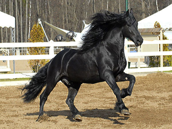 Кск Конный Двор