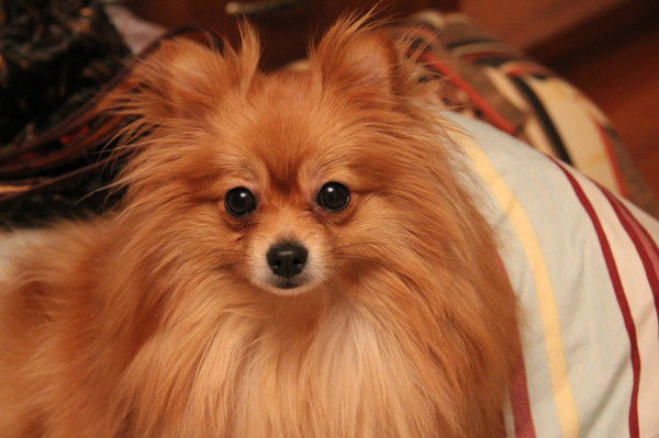 Елена Киржакова