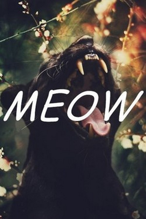 || Meow ||