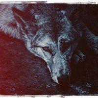 Сергей Ермаков