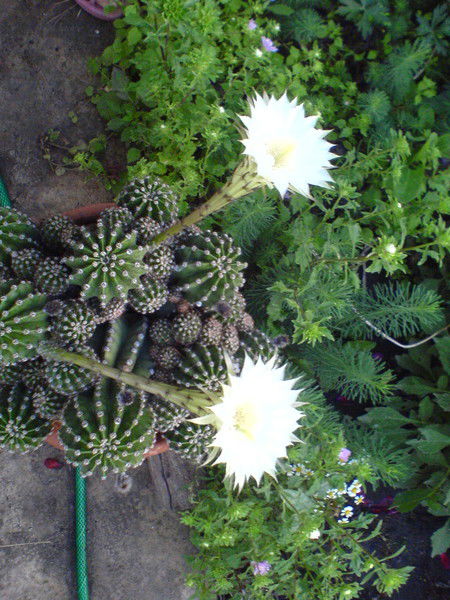 Андрей Насонов