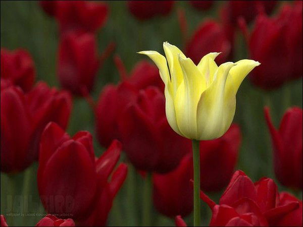 Шынар Иманкулова