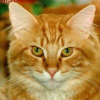 Лариса Иванова