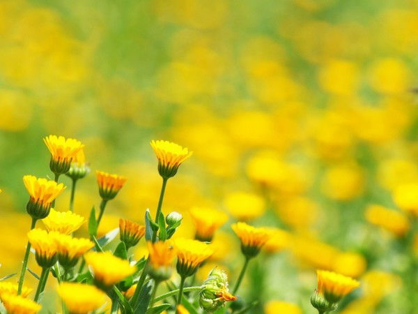 Алянур Калбаева