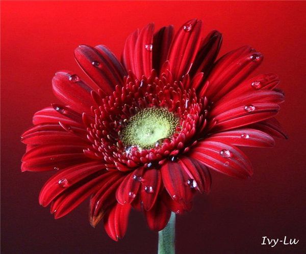 Ольга Сорокина